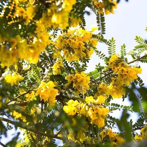 Sophora Sun King, Kowhai - 3.5Ltr
