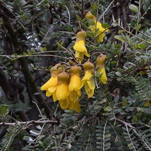 Sophora Gnome, Kowhai - Pb5