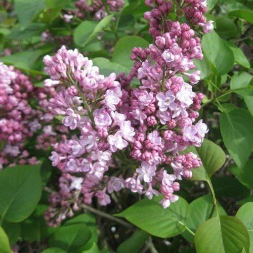 Syringa Belle de Nancy, Lilac - Pb12/Pb18