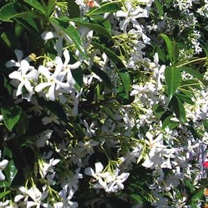 Trachelospermum asiaticum, Asiatic Jasmine - Pb5