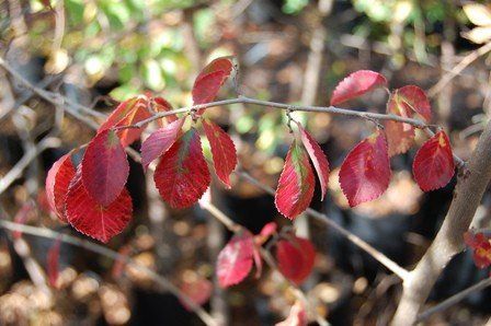 Ulmus Frontier - Pb12