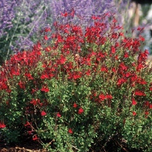 Salvia g. Red, Autumn Sage - 1.4Ltr