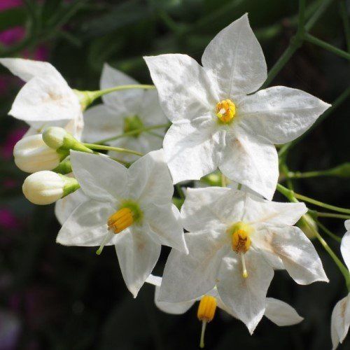 Solanum Grandiflora, Potato Vine - 1.5Ltr/Pb6.5