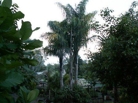 Syagrus romanzoffianum, Queen Palm  - Pb95