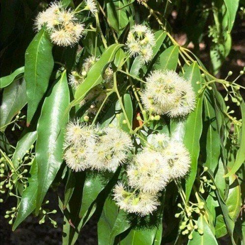 Syzygium floribunda, Lilly Pilly - Pb6.5