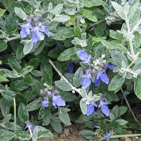 Teucrium f. Azureum, Germander - Pb5