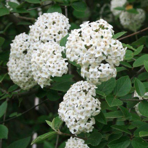 Viburnum carlcephalum, Fragrant Snowball - Pb6.5