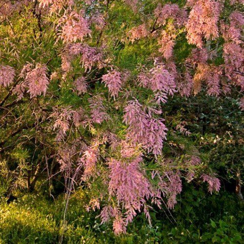 Tamarix pentandra, Salt Cedar - Pb6.5