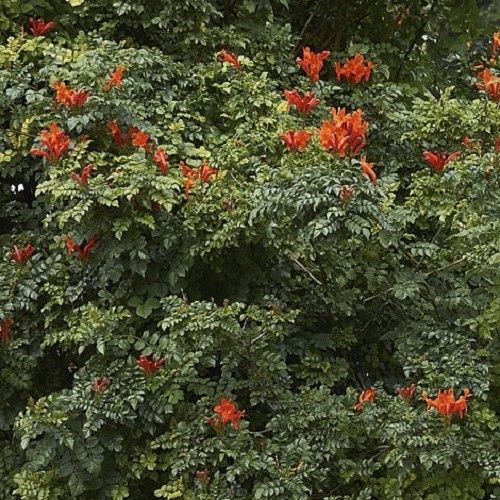 Tecoma capensis, Cape Honeysuckle - Pb6.5