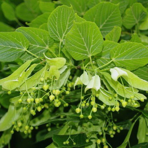 Tilia platyphyllos, Linden tree - Pb6.5