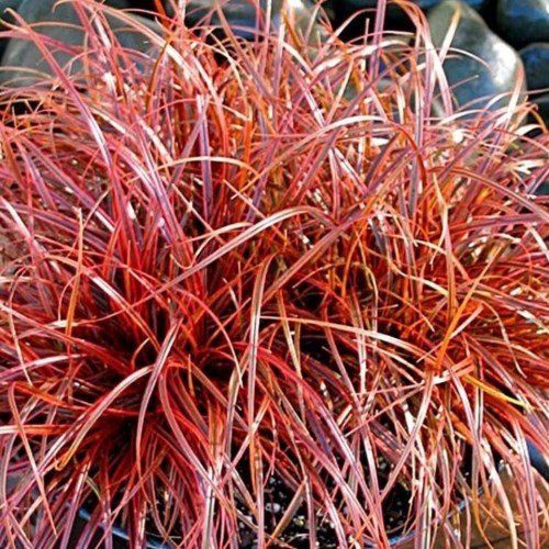 Uncinia u. Ruapehu - 1.9Ltr