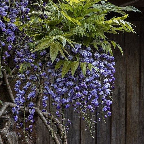 Wisteria Black Dragon - 2.5Ltr