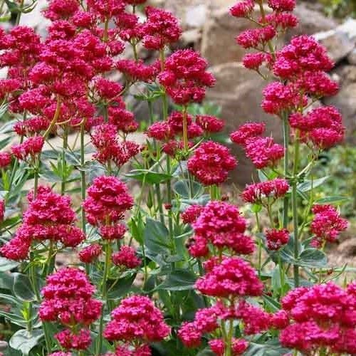 Valerian Red - 1.4Ltr