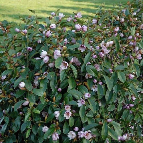 Michelia Fairy Blush - 3Ltr (70/90)