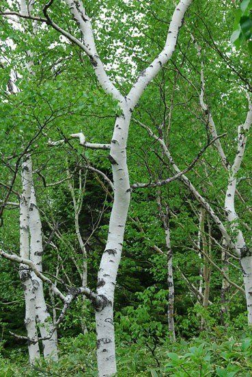 Betula platyphylla Japonica, Japanese White Birch - Pb18 (170/220)