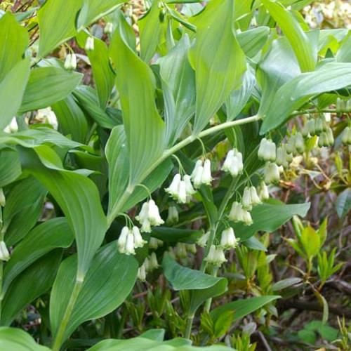 Polygonatum multiflorum, Soloman&#39;s Seal - 2.5Ltr