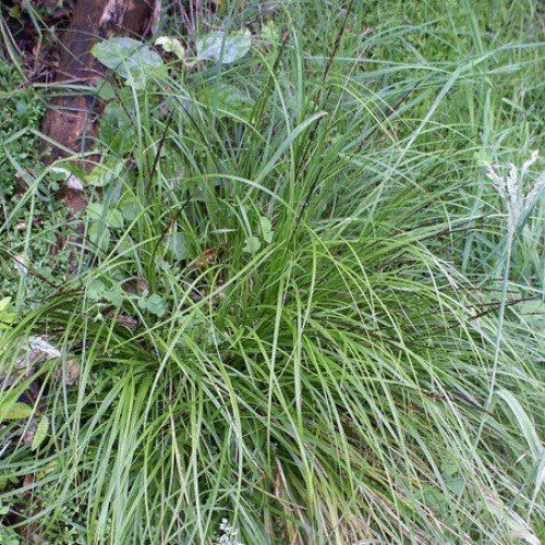 Uncinia uncinata, Hook Sedge - Pb5