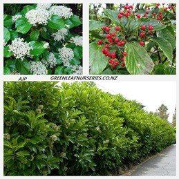 Viburnum japonicum - Pb5/Pb6.5