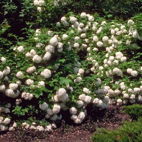 Viburnum plicatum Roseum - Pb6.5