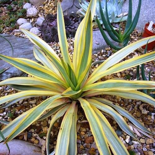Yucca Banana Split - 2.5Ltr