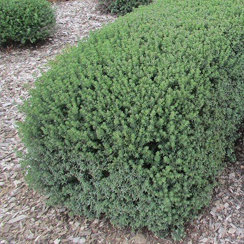 Westringia Green Box, Coastal Rosemary - 1Ltr