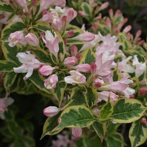 Weigela fl. Variegata - Pb6.5