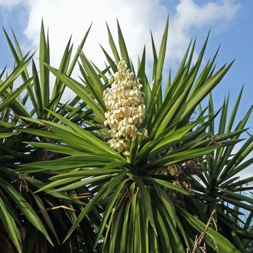 Yucca giganteia (elephantipes) - Pb60