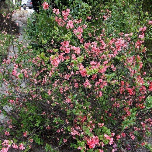 Chaenomeles Pink Storm, Flowering Quince - 2.5Ltr