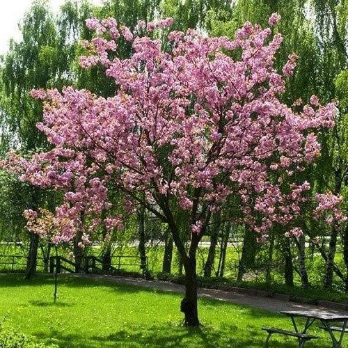 Prunus Pink Cloud - 35Ltr
