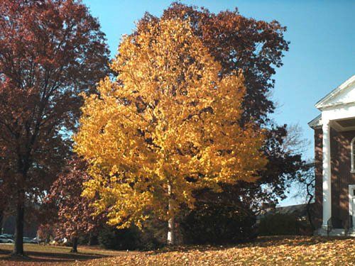 Betula maximowicziana, Monarch Birch - Pb12