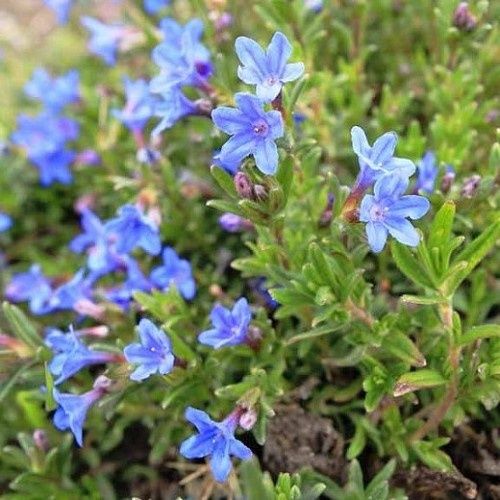 Lithodora Grace Ward, Gromwell - 2Ltr/2.5Ltr
