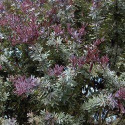 Acacia baileyana Purpurea, Purple Cootamundra Wattle - Pb5