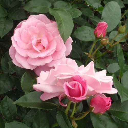 Rose Wise Woman (hyb. tea, standard)