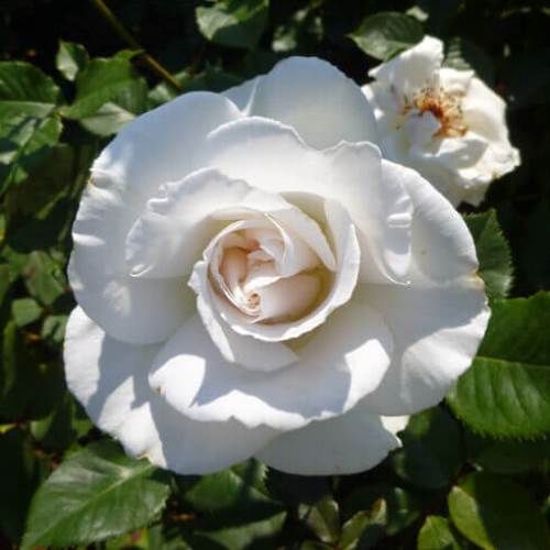 Rose Margaret Merril (floribunda) - Standard
