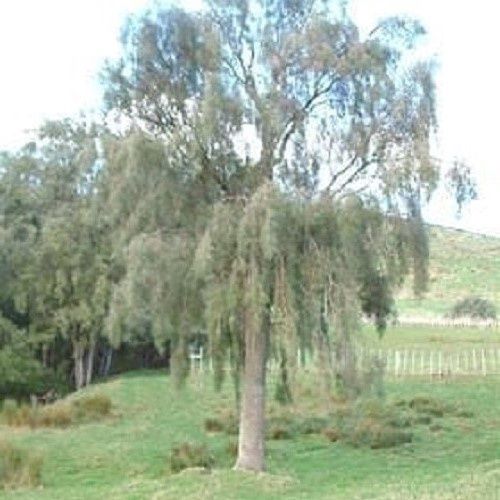Sophora godleyii, Rangitikei Kowhai - Pot