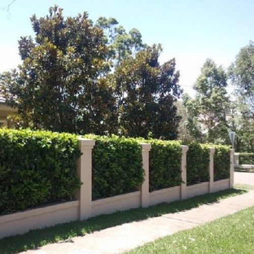 Viburnum o. Emerald Lustre - Pb18