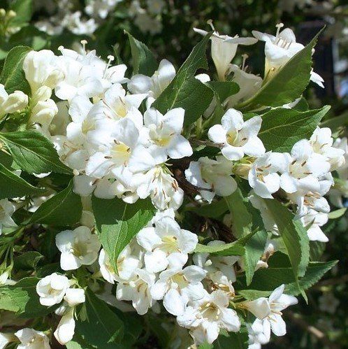 Weigela florida (alba) Snowflake - pb6.5 (30/40)