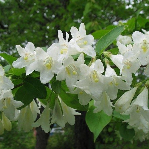 Weigela Alba