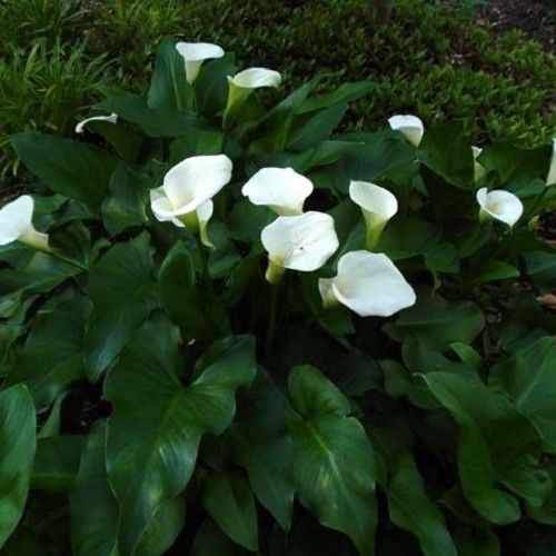 Zantedeschia Calla Lily, Dwarf White