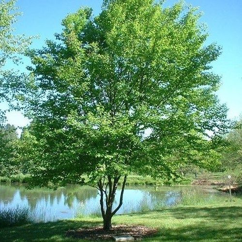 Betula grossa, Japanese Cherry Birch - Pb6.5