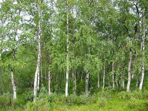 Betula pendula Alba, Weeping Silver Birch - Pb6.5