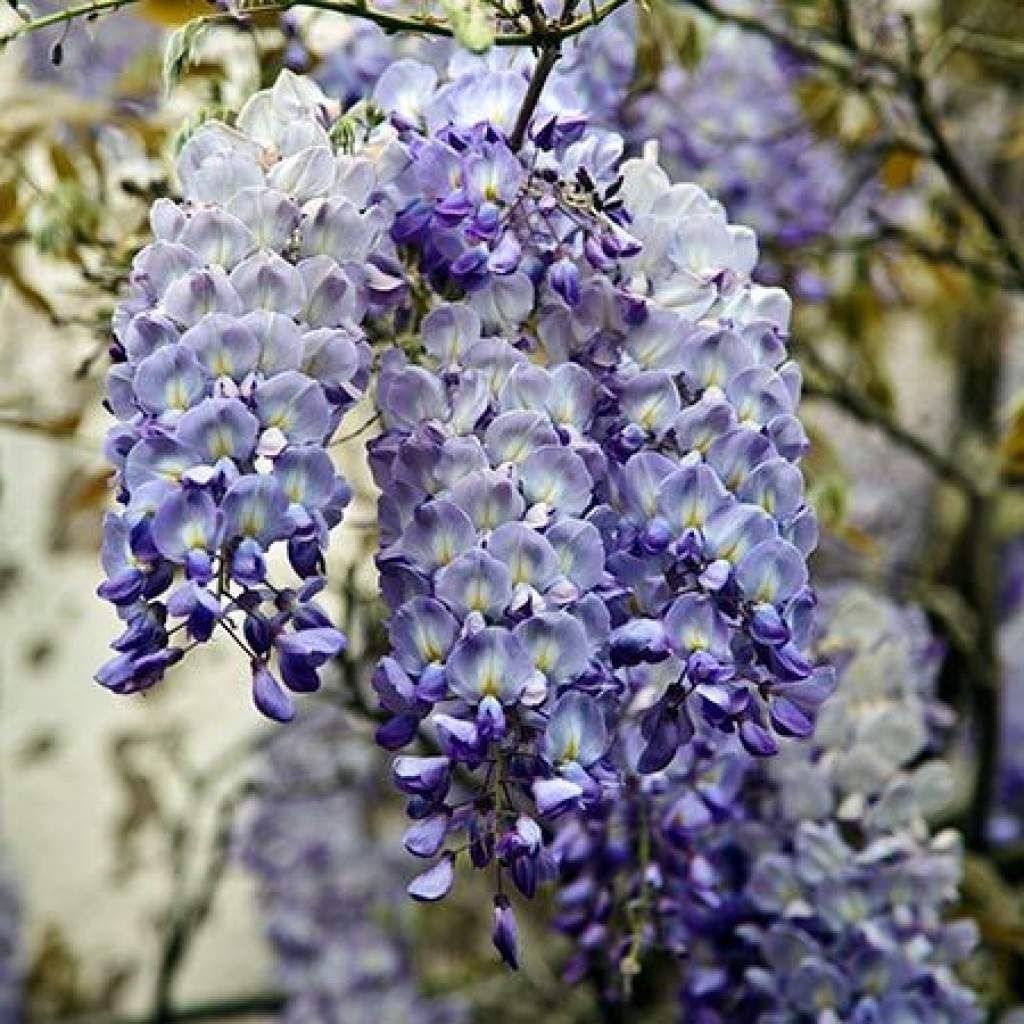 Wisteria s. Blue Sapphire - Pb6.5