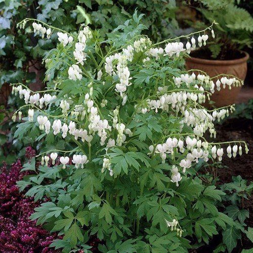 Dicentra sp. Alba, Bleeding Heart - 2.5Ltr