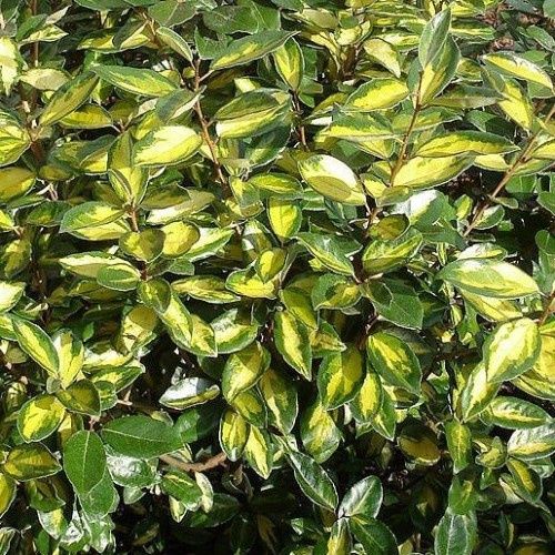 Elaeagnus x Limelight - Pot