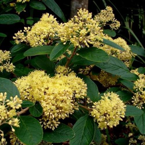 Pomaderris Kumeraho - Pb5