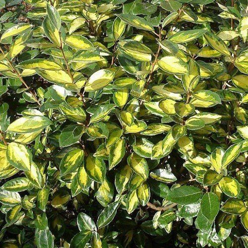 Elaeagnus x Limelight - Pb6.5