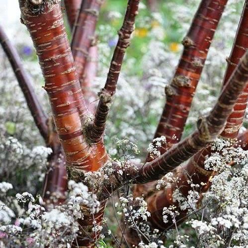 Prunus serrula, Birch-Bark Cherry - Pb40
