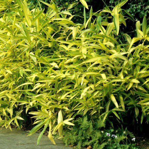 Arundinaria auricoma, Bamboo - Pb6.5 (50/70)