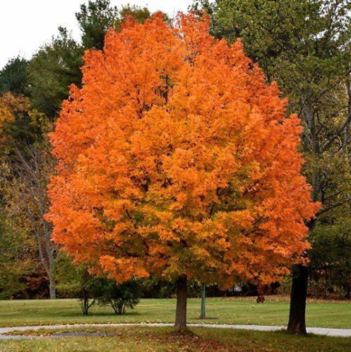 Acer saccharum, Sugar Maple - Pb12/Pb18