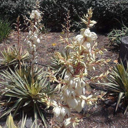 Yucca Garland Gold